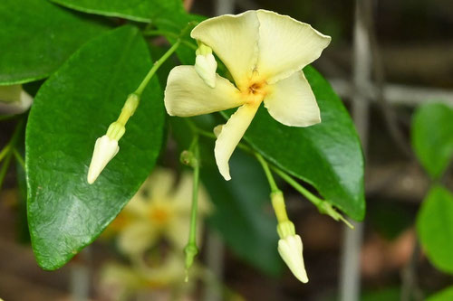ていかかずら,植物図鑑,定家葛