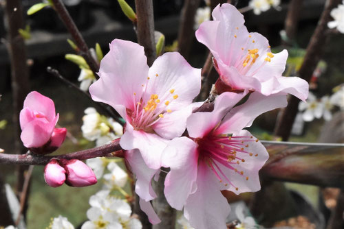 香りのある木,良い香りの花