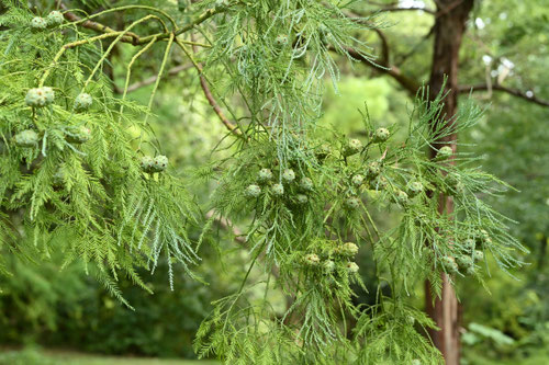 Chinese swamp cypress