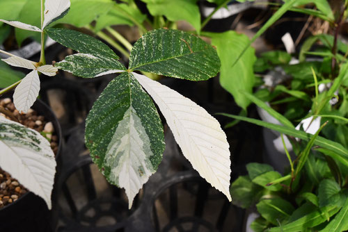 斑入り葉,植物集