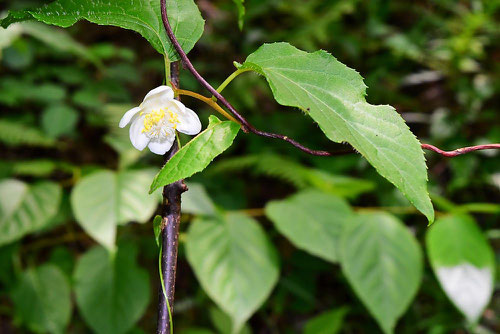 silvervine,またたびの木