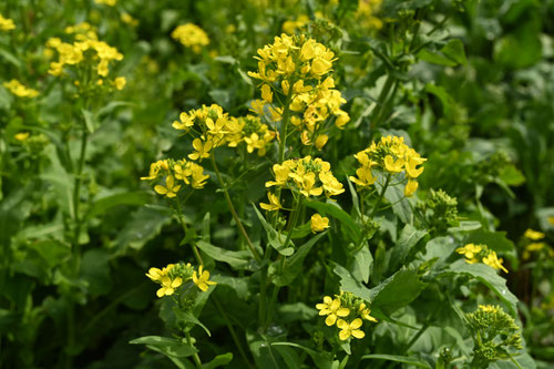 ナノハナ,なのはな,あぶらな,植物