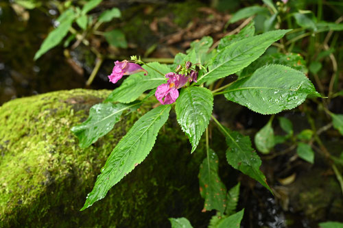 青紫色の花が咲く　季節