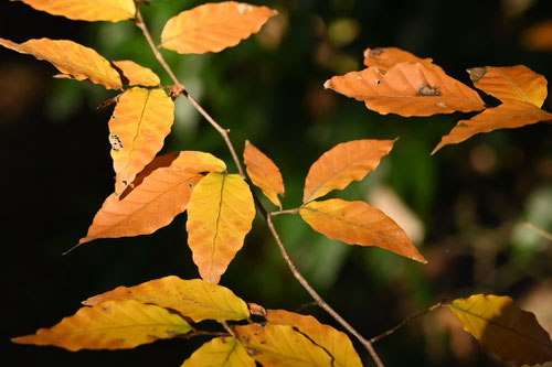 山できれいに紅葉している木
