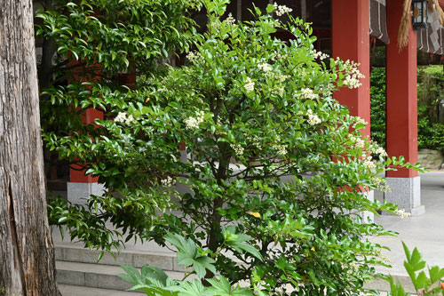 Japanese privet tree 