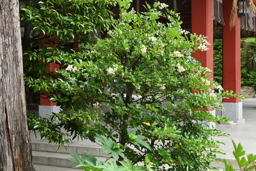 Japanese privet tree,ネズミモチ 