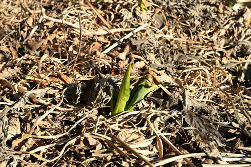 mizubasyou,Asian skunk cabbage