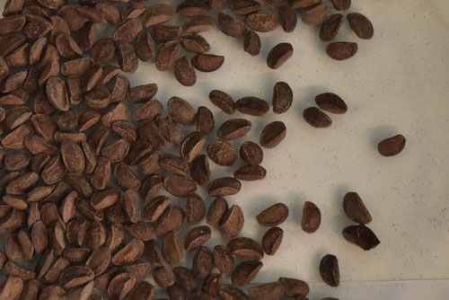 コシアブラの木,育て方,種子,栽培