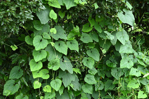 カラスウリ,Japanese snake gourd