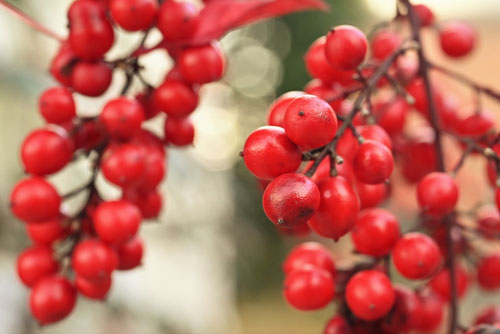 Nandina,tree,なんてんの木