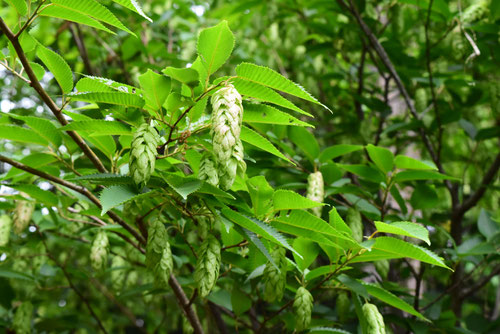 Japanese hornbeam