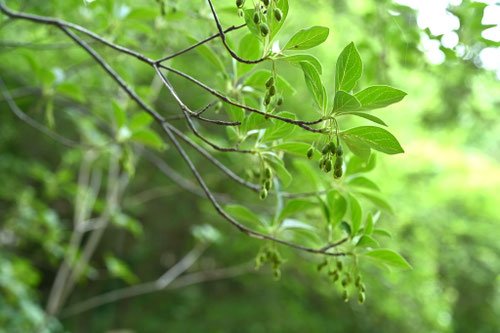 サラサドウダン,さらさどうだん