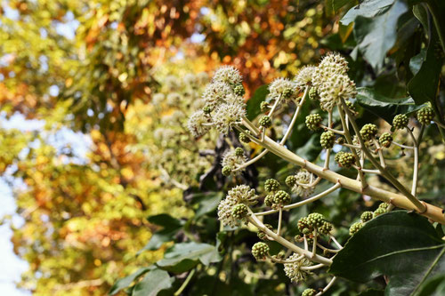 ヤツデ,やつで,八手,Japanese aralia,flower