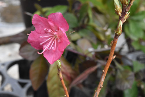 種類,花の色