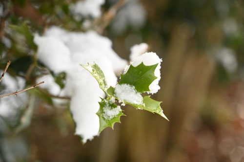 ヒイラギの木,ひいらぎ,柊,雪