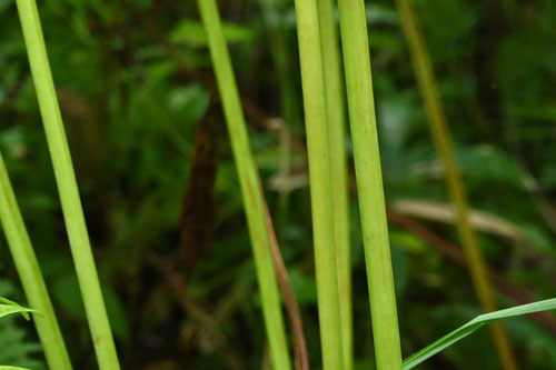 Japanese royal fern