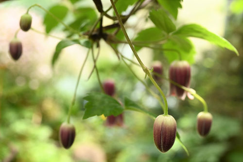 半鐘蔓,野草,はんしょうづる