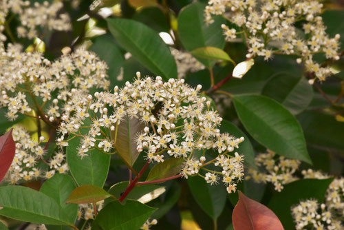 カナメモチの花はどんな花ですか,かなめもち,時期,特徴
