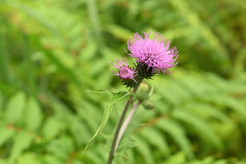 野原薊