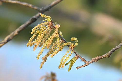 クヌギの花,画像,くぬぎ