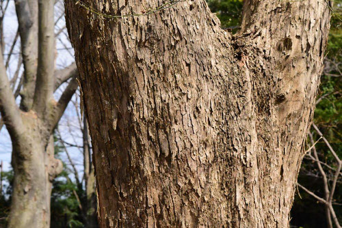 Trident maple,trunk