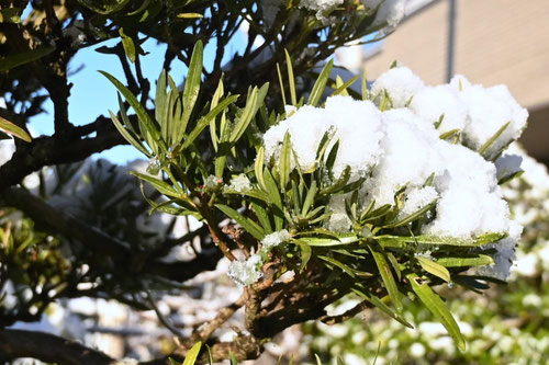 イヌマキの木,いぬまき,犬槙