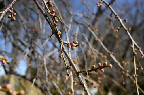 シダレザクラ,しだれざくら,枝垂れ桜の木