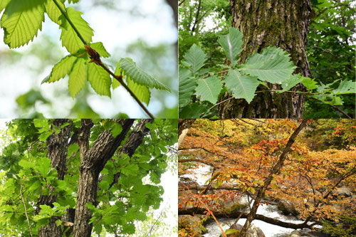 どんぐりのなる樹木,一覧