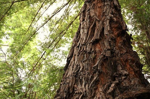 redwood,biggest trees