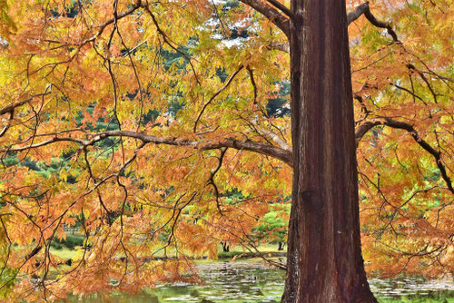 メタセコイア,あけぼのすぎ,特徴,紅葉