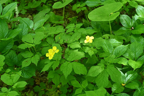 やまぶきそう,山吹草
