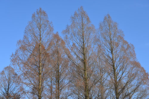 メタセコイア,あけぼのすぎ,特徴,めたせこいあ