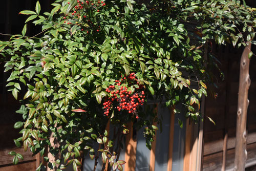 ナンテン,植木,画像,なんてん,植物,南天の木