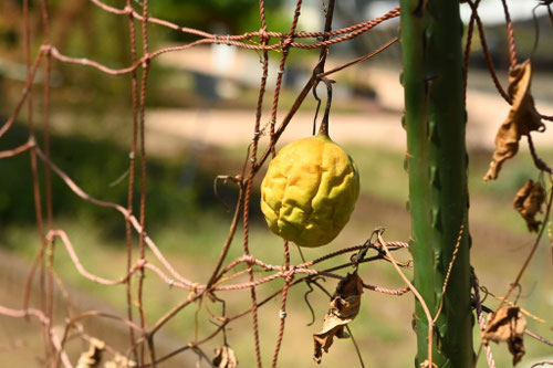 黄色いカラスウリ,きからすうり