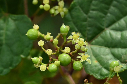 野ブドウの花,画像,のぶどう