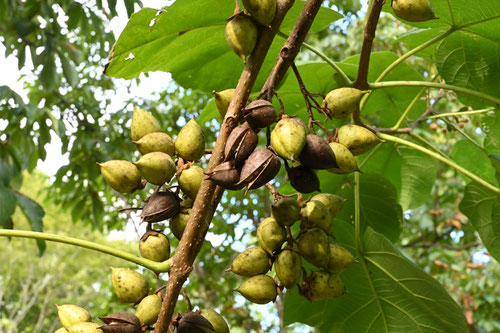 fruits of Paulownia,Empress tree