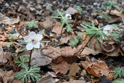 Winter aconite