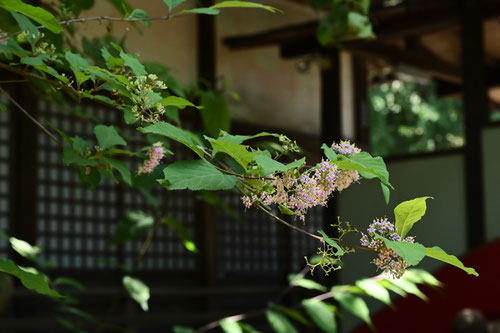 紫式部,植物,ムラサキシキブ,樹木