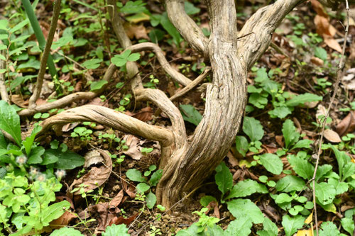 ローズマリー,植物