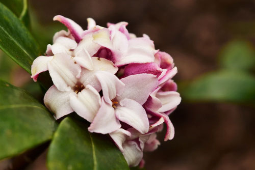 沈丁花,Winter daphne,flower in Japan
