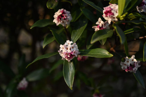 ジンチョウゲ,沈丁花,Winter daphne,flower in Japan