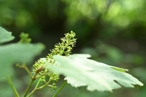 Grapevine,flower