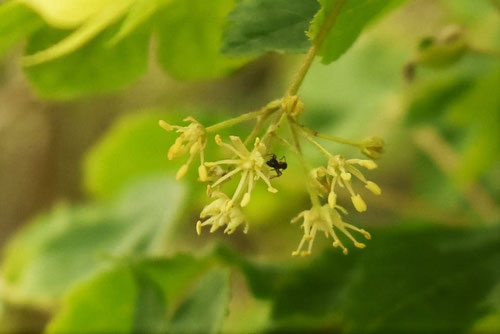 こはうちわかえでの木,コハウチワカエデ