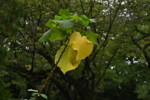 オオバベニガシワ,おおばべにがしわの木