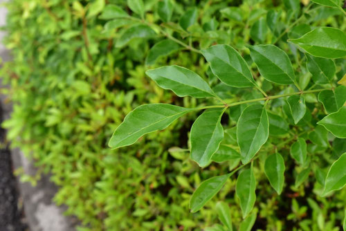 シマトネリコ,島とねりこ,特徴