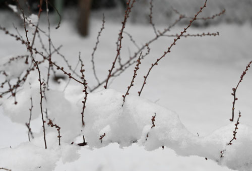 ユキヤナギ,植物,ゆきやなぎ,低木,雪柳の木
