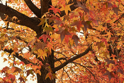 紅葉葉楓