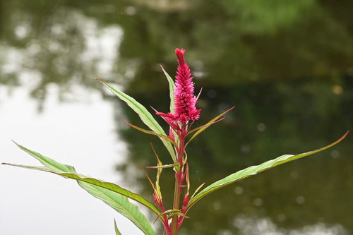 けいとうの花