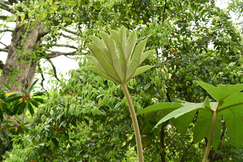 紙やつで,カミヤツデ,かみやつで