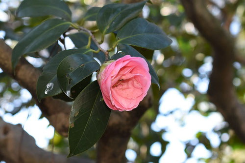 不如帰（ほととぎす）